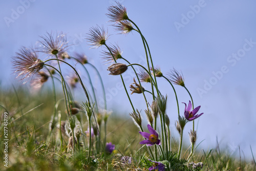 Foto Samenstände der Küchenschelle, Kuhschelle, Pulsatilla vulgaris