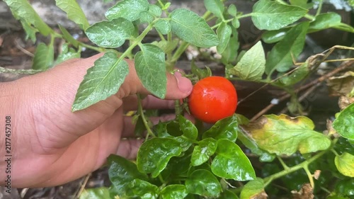 A human hand reaches out to touch a small green unripe tomato on a leafy vine in an organic backyard garden during the growing season.