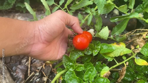 A human hand reaches out to touch a small green unripe tomato on a leafy vine in an organic backyard garden during the growing season.