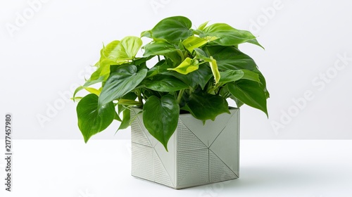 Vibrant green leafy plant in white pot on white background view green leaves
