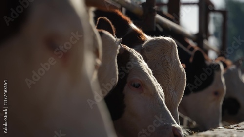 Konstfotografi close up of black and white dairy cows in sunlight