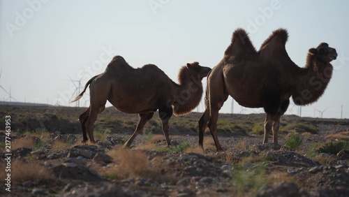Foto Two double humped camels walking in the desert landscape