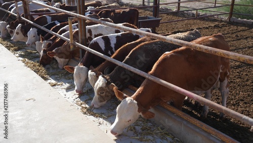 фотографія cows feeding in barn trough