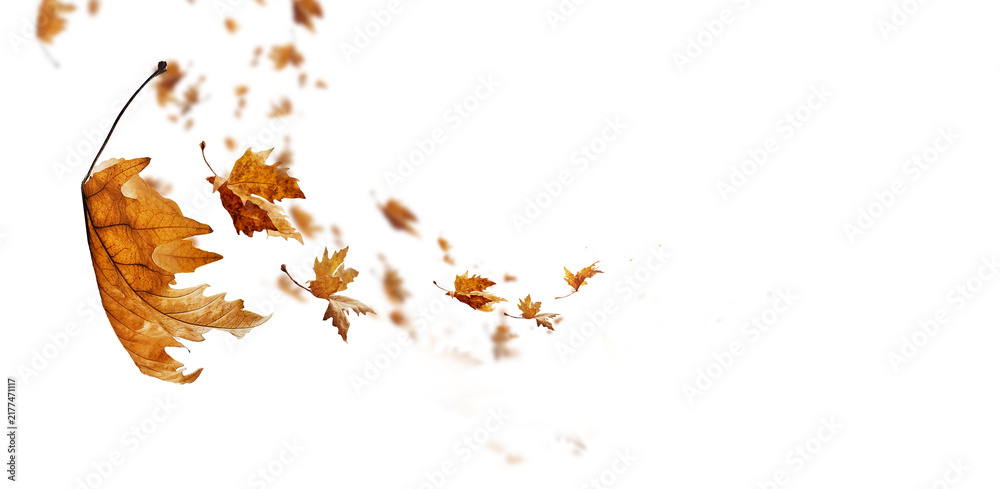 Obraz premium leaf leaves isolated autumn winter season background falling fall platanus tree wid air w