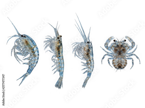 Set of fresh raw shrimp and a small crab isolated on transparent background