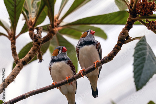 Bird photograph of the two resting zebra finches.
