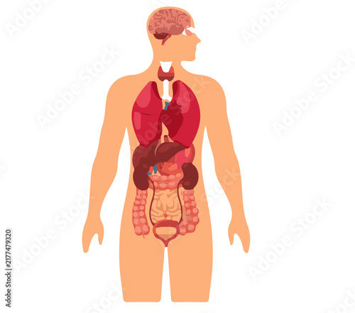 human body anatomy