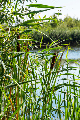 Reeds growing on the river bank, close-up