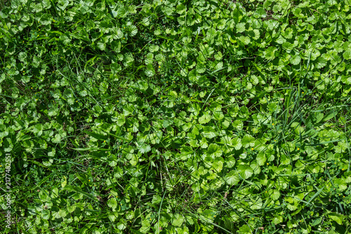 Climbing plants with small leaves, plant background, top view