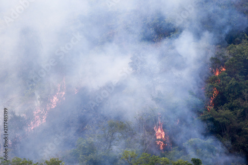 Obraz na płótnie Forest Fire Hidden Behind Dense Smoke