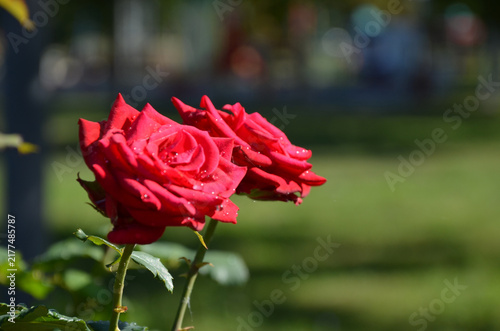 Dew on rose petals
