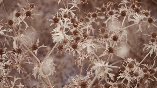 Konstfotografi Dry Thistle Seed Heads Close-Up in Autumn