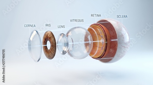 Layered Eye Anatomy Dissection – Ophthalmology Education