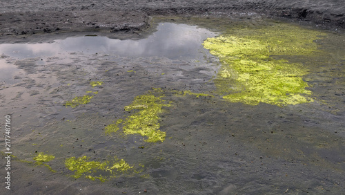 Canvastavla Contaminated industrial pond showing a vivid green algae bloom spreading across