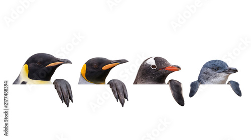 Картината върху платно Four penguin species heads peeking over a black border keywords: penguin, png on