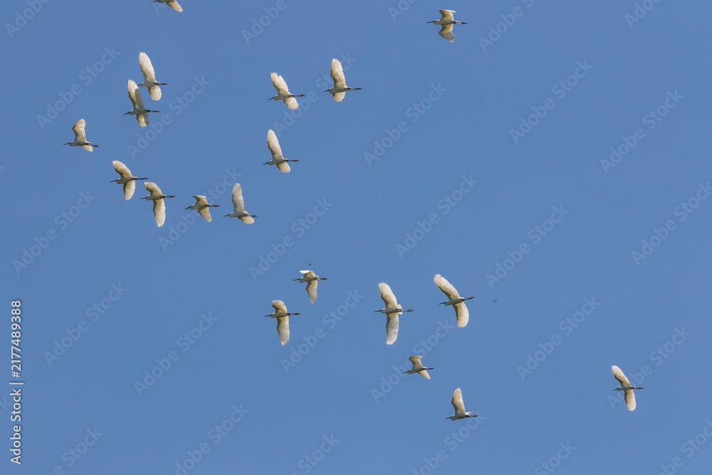 Fototapeta premium Flock of white birds flying in clear blue sky