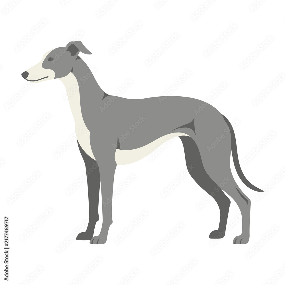 Obraz premium Greyhound dog standing isolated on white background