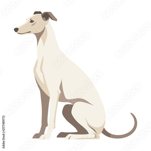 Sitting greyhound dog profile view beige brown isolated