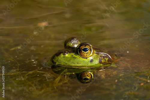 Konstfotografi Bullfrog (Lithobates catesbeianus), Woodburn Pond Wildlife Area, Oregon