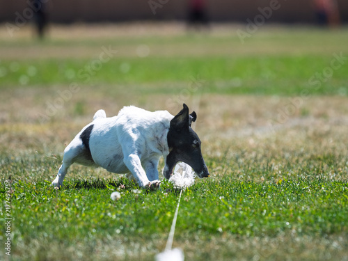 Obraz na płótnie Smooth coated fox terrier dog catching a lure line