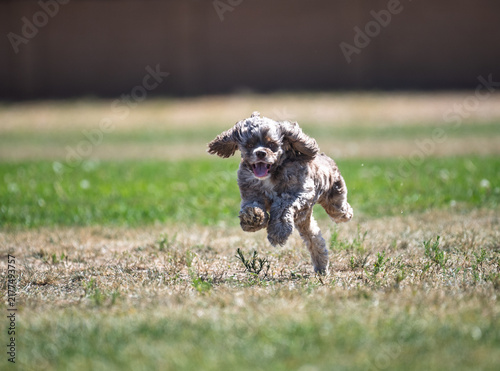 Obraz w ramie Focused cocker spaniel running in the grass
