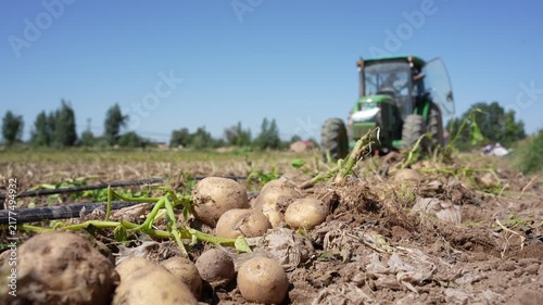 Freshly harvested potatoes lying on soil with a tractor in the background