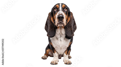 Konstfotografi Basset hound dog sitting and looking directly png on isolated transparent backgr