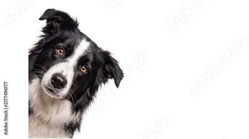 Konstfotografi Border collie dog with amber eyes tilting head png on isolated transparent backg