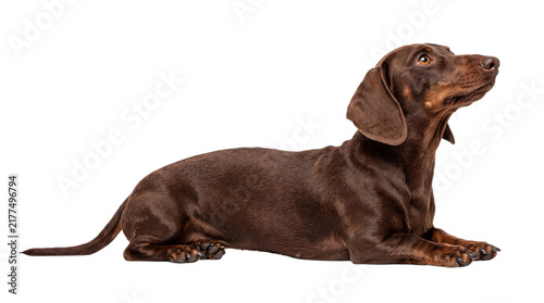 Foto Brown dachshund dog lying down on a white png on isolated transparent background