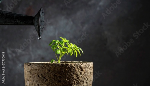 A small green seedling being watered by a metal watering can in a stone pot.
