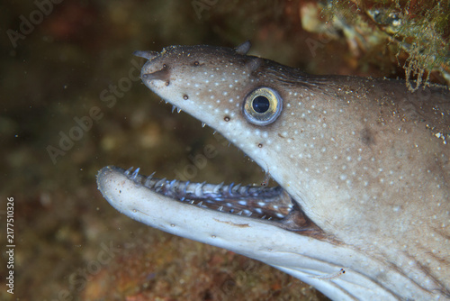 Fotografie Extreme macro portrait of moray eel showing sharp teeth and eye detail