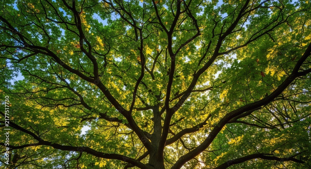 Fototapeta premium Looking up through the dense canopy of a majestic tree featuring rich green leaves and sturdy branches under a bright and sunlit forest sky, light, wilderness, summer