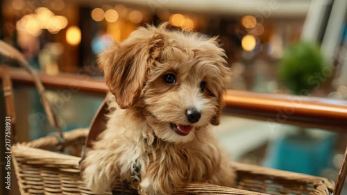 Happy pup in cart basket, classy mall atrium blur, warm hue ambience, refined grooming, crisp detail center