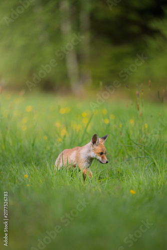 Canvas Print Cute young red fox Vulpes vulpes cub standing in a green grassy field with yello