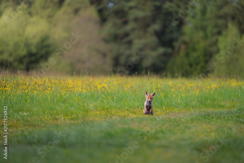 Canvas Print Cute young red fox Vulpes vulpes cub standing in a green grassy field with yello
