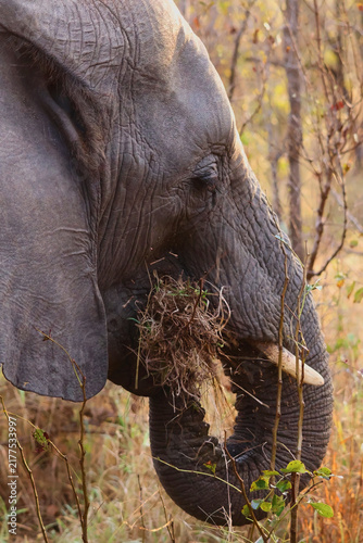 Принти на полотні African Elephant Head and Trunk Feeding Timbavati South Africa