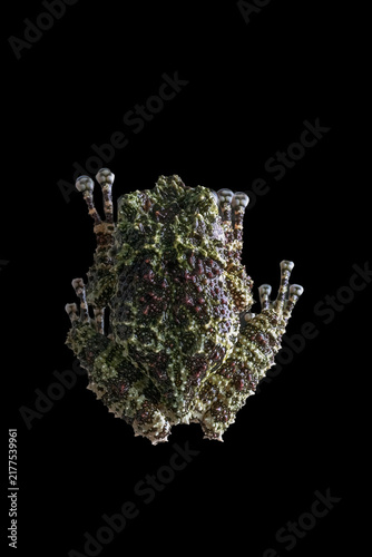 Mossy frog on a tree branch