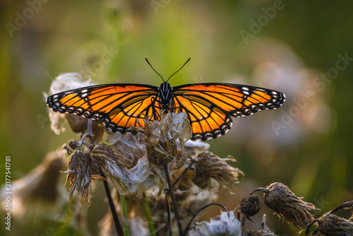 Fotografía Viceroy butterfly (Limenitis archippus) resting with spread wings on a dried wildflower in summer, Ontario, Canada