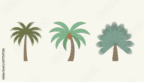 Three different varieties of palm trees including date, coconut, and fan palms isolated on white background.