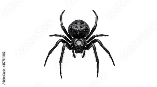 Foto Detailed black spider with eight legs on png on isolated transparent background