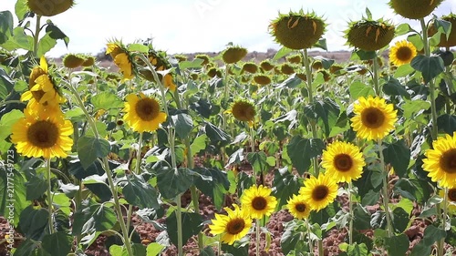Bright yellow sunflowers swaying gently in the summer breeze under blue sky.