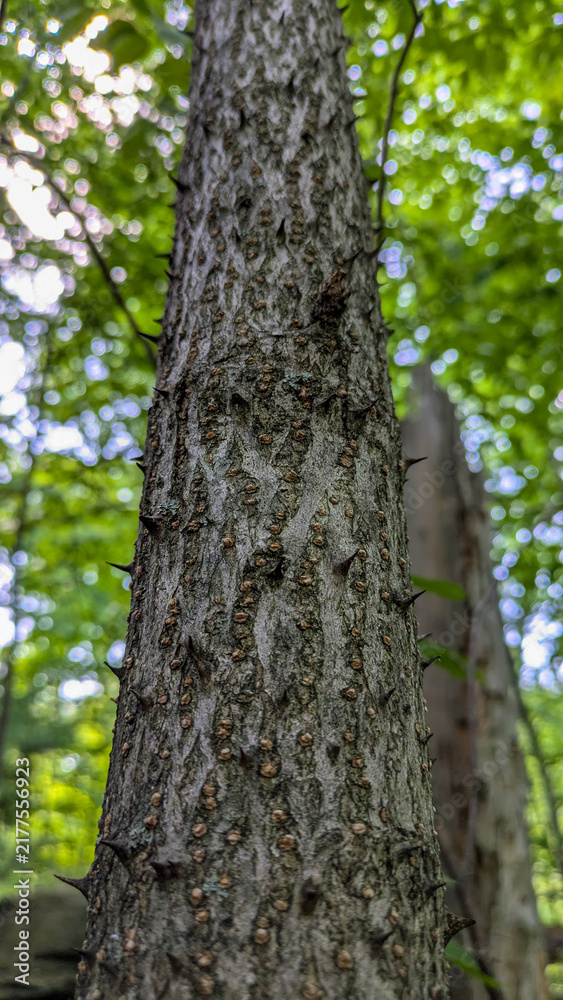 Fototapeta premium Close up of dangerous sharp thorns growing on tree trunk