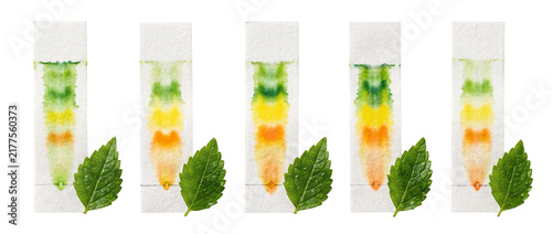 Plant pigment paper chromatography science experiment showing chlorophyll separation on white paper strips with green leaves, chemistry and botany educational analysis isolated on a black background.