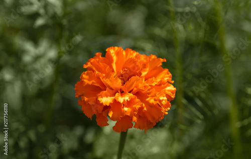 Orange marigold or tagetes on a green background closeup. Summer flower composition.