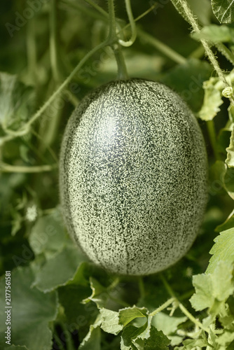 Young green melon growing in the garden closeup. Organic melon hanging in the green foliage.