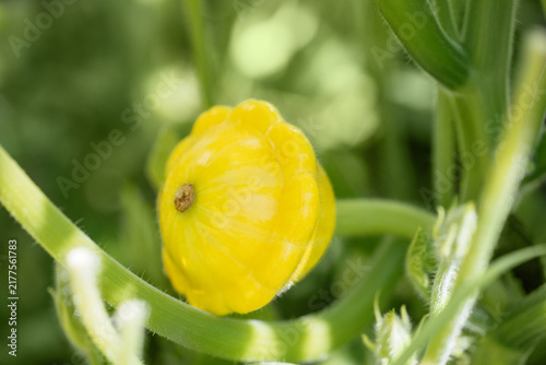 Young yellow pattypan squash on green leaves background closeup. Pattypan squash growing in a vegetable garden.
