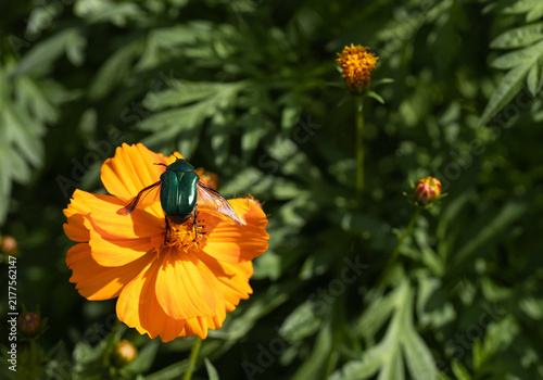 Green rose chafer beetle on the orange cosmos flower takes off. Beautiful beetle Cetonia aurata with emerald metallic wings is ready to fly. Macro, closeup.