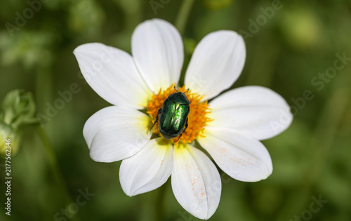 Beautiful emerald beetle Cetonia aurata on white dahlia flower closeup. Green rose chafer with rainbow shiny wings.