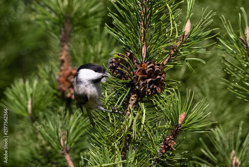 Willow tit perched on a pine branch with cones. Cute little bird Poecile montanus with black and white feathers.