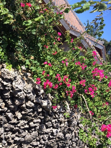 Obraz na płótnie 石垣に咲く鮮やかなピンクの花